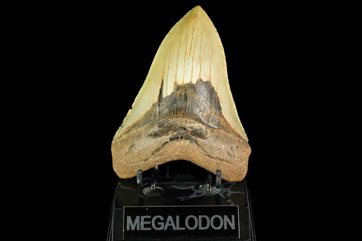Serrated, Fossil Megalodon Tooth - North Carolina #147477